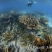 coral_elkhorn_elk_jar_h_0169_cub6192.jpg